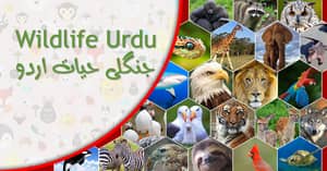 wildlifeurdu-min